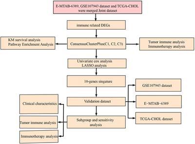 Identification of immune related gene signature for predicting prognosis of cholangiocarcinoma patients